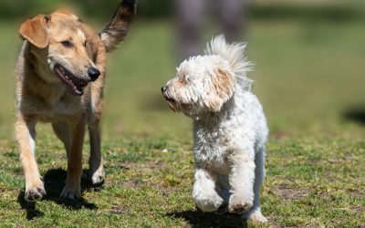 Seguro de Responsabilidad Civil para Perros: Requisitos y Beneficios con la Nueva Ley Animal